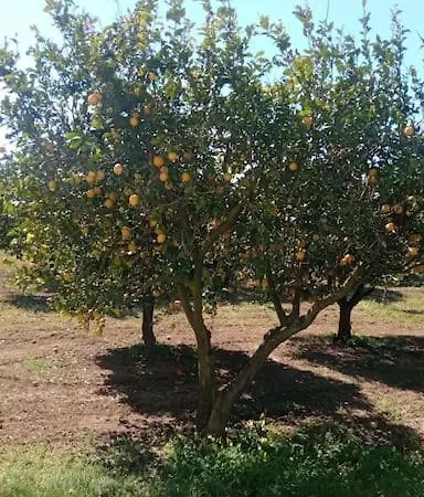 La Rossi With Pool 7 *