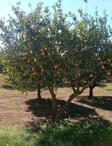 La Rossi With Pool 7 *